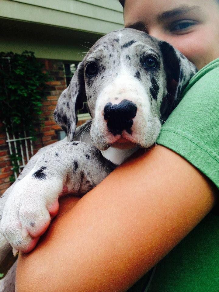 Penny the Great Dane